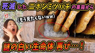 【閲覧注意】死滅したニホンミツバチの巣箱から、またしてもとんでもない白い塊が...！！