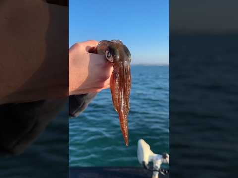 Squid karate chop...