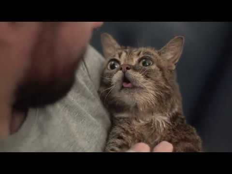 Quality Time with My Cat, Lil BUB