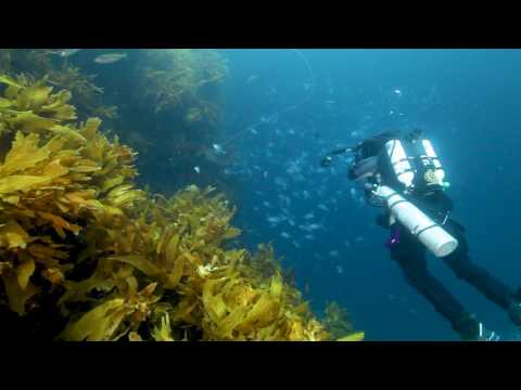 Diving the Poor Knights, New Zealand