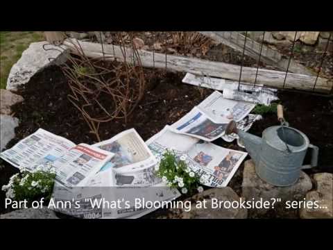Gardening Tip: Mulch lasts longer over newspaper with Ann M. Wolf