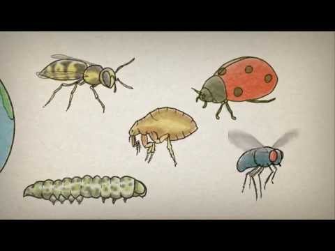 image-What are the different types of insects?