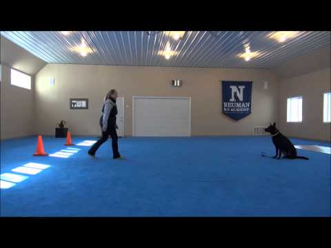 Elga (German Shepherd Dog) Trained Dog Video Demonstration