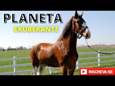 , title : '#PlanetaExuberante                     Cavalo Mustangue #Shorts'