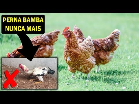 , title : 'CURE A PERNA BAMBA EM MENOS DE UMA SEMANA'