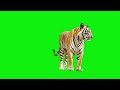 Green Screen Tiger Jump Video Greenscreenvideo Freegreenscreen
