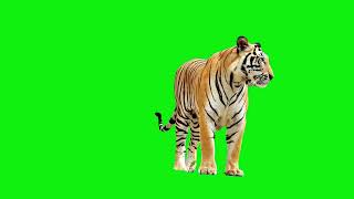 Download lagu green screen tiger jump video #greenscreenvideo #freegreenscreen mp3