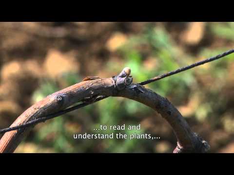 FILM Wine The Green Revolution