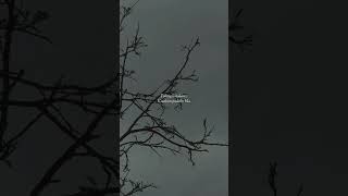 Download lagu Armada - Jawab | Lirik Lagu #armada #jawab #armadajawab #wastory #storywa mp3