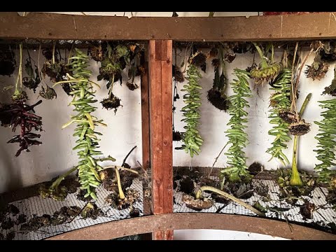 Cooking Leather Britches