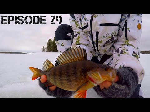 Ahvenen pilkintää kevätjäillä 2020 | Erämaiden Kulkijat