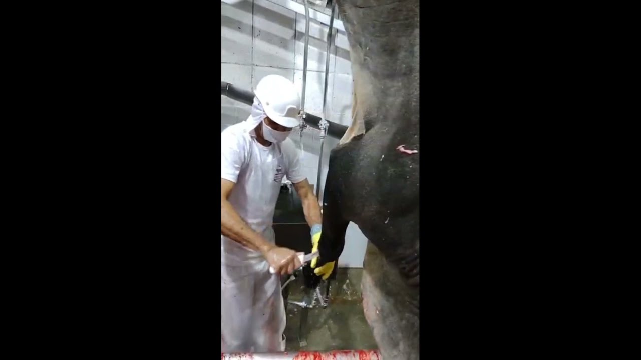 Frigorífico frigoangus, como funciona!