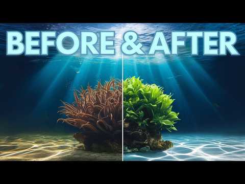 Unlock the Secrets of Aquarium Lighting | Boost Plant Growth