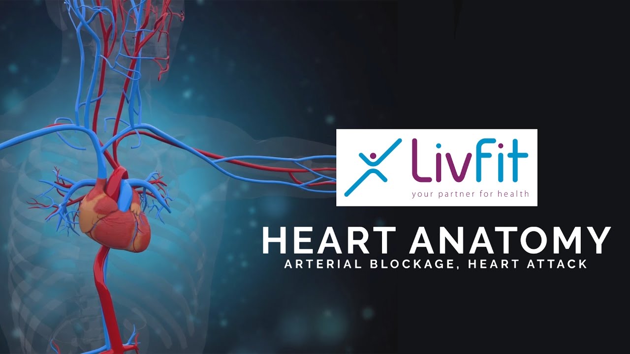 Human Heart Anatomy | 3D Animation | Magic Spangle Studios Human Heart Anatomy | 3D Animation | Magic Spangle Studios