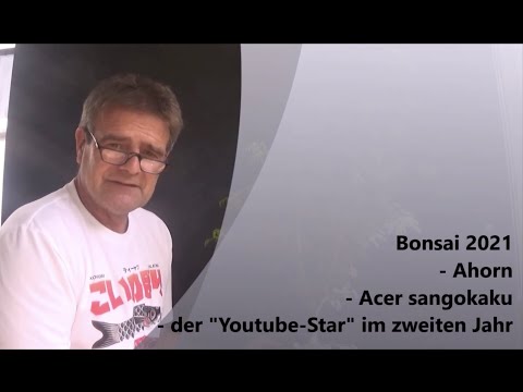 Bonsai 2021-30 - Maple - Acer sangokaku - the YouTube star in its second year