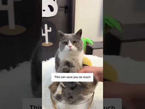 BEST cat brush for shedding