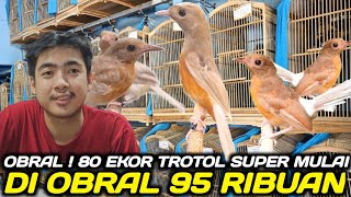 Download lagu OBRAL HARGA ! PULUHAN MURAI TROTOL JAHAT & GOLDEN SHAMA DIJUAL MULAI 95 RIBUAN DIKIOS PASAR PRAMUKA mp3 Download lagu OBRAL HARGA ! PULUHAN MURAI TROTOL JAHAT & GOLDEN SHAMA DIJUAL MULAI 95 RIBUAN DIKIOS PASAR PRAMUKA mp3