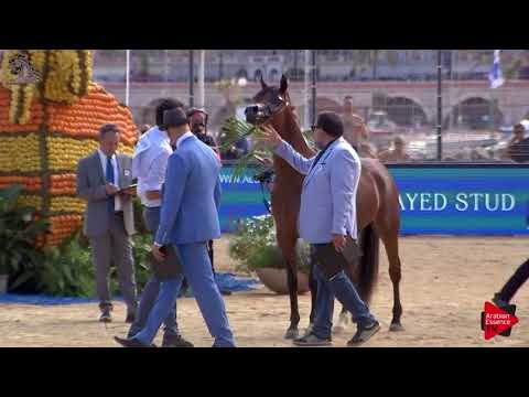 N.41 KZ FAIROUZ - Menton 2018 - 2 Years Old Fillies (Class 2B)