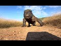 Komodo Dragon Close Up