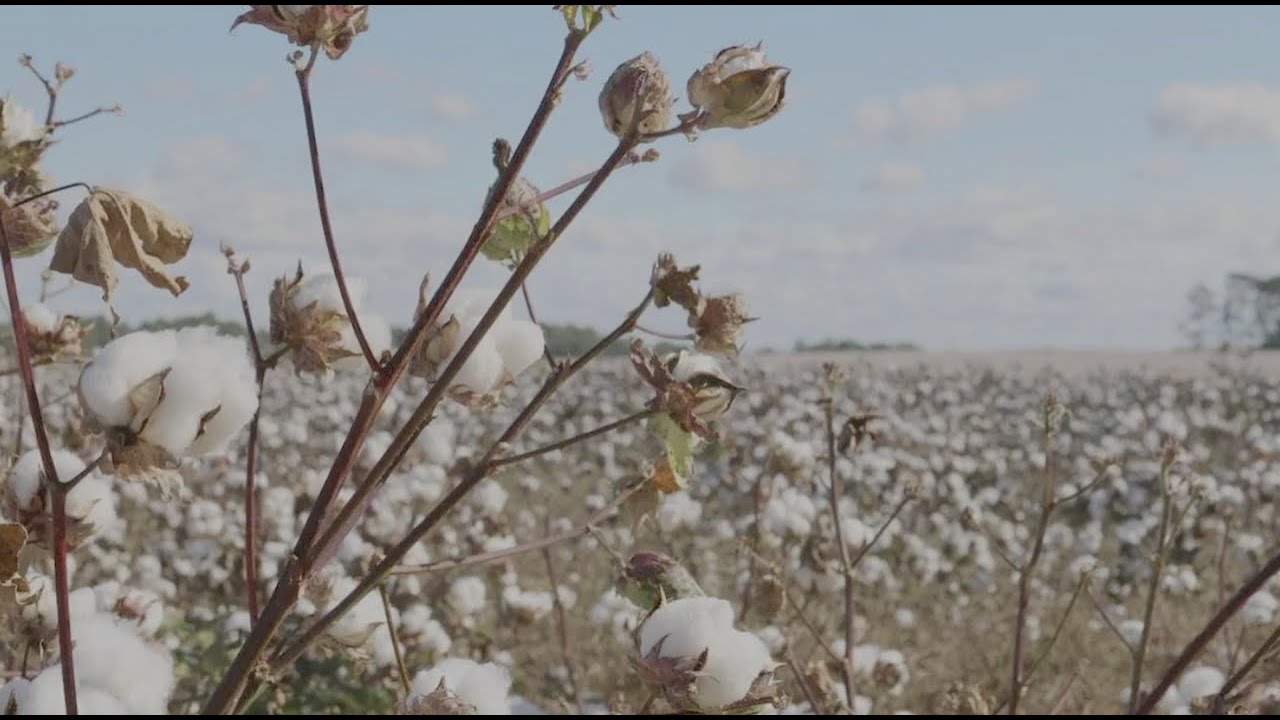 Bénin : La production de coton affiche un nouveau record !
