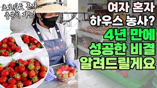 하우스 딸기 농사 고수익 저비용 비결은? 스마트팜 에어포그 사용후기