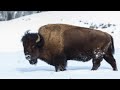 bison covered in ice
