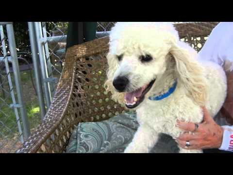 Cesar Boy, an adopted Poodle in Houston, TX_image-1