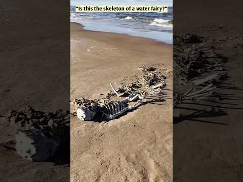 "This is the real skeleton of a water fairy."#shorts