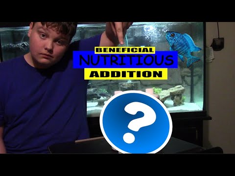 Fish Food Supplements - All Fish Food is Missing These Essential Nutrients (Get These and Add Them)