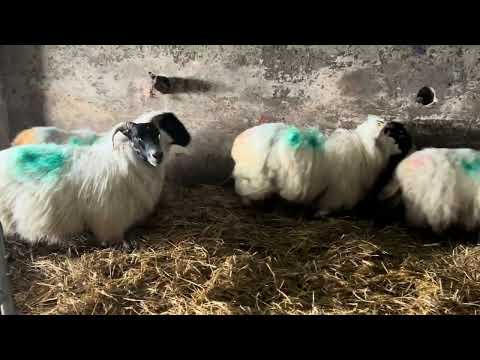 Springing Ewes Scanned Twins - Image 2