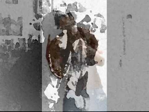 jowirast bala stop di bla.