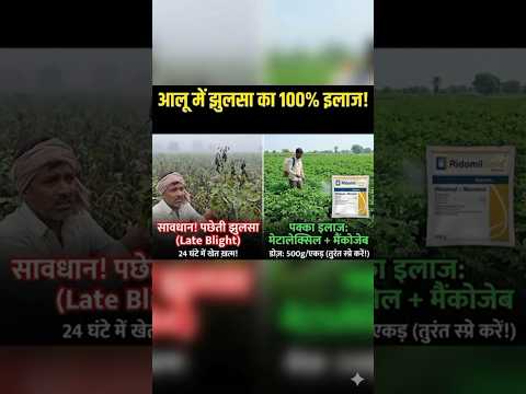 आलू में झुलसा का 100% इलाज! | Late Blight Control 🥔 #shorts #ytshorts #foryou #trendingshorts