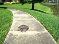 Кто сказал что черепахи медленные? Прикол! - Who said that turtles are slow ...