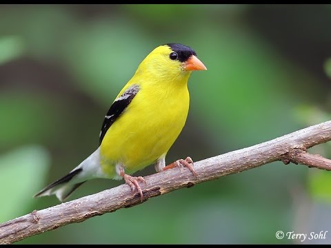 Suara Ocehan Burung GOLDFINCH Untuk Masteran Durasi Panjang
