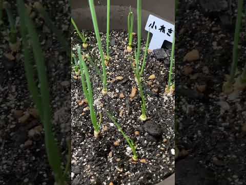 園芸 永久ネギ、多年生ネギ