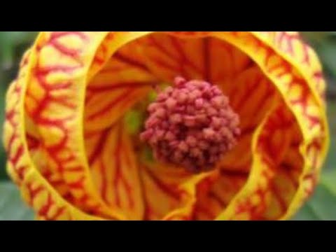 80- Red Tiger 👁 eye/ Chinese lantern/Abutilon / new plant in my garden...