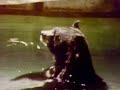 Sesame Street Animals Playing In The Water Joe Raposo 1974