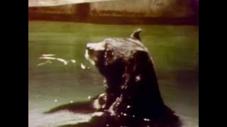 Sesame Street - Animals playing in the water - Joe Raposo (1974)