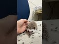 ハリネズミ（当店産ベビー：ソルト＆ペッパー♀）懐っこいです♪のYouTubeサムネイル画像