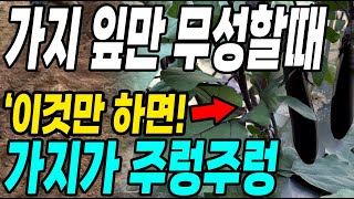 가지잎만 무성할때 이것만 하면 가지가 주렁주렁! 원없이 수확방법 대박!