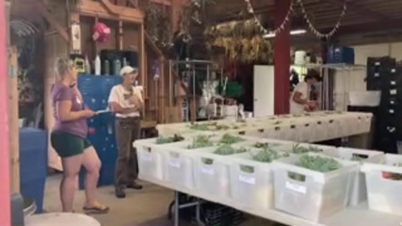 Packhouse Setup and Packing Vegetable CSA Boxes