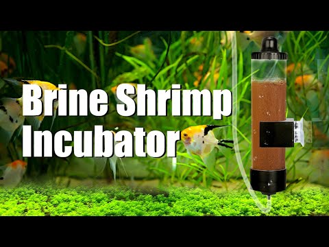 Easy Hatch Baby Brine Shrimp Set Up | Brine Shrimp Incubator - from senzeal.com