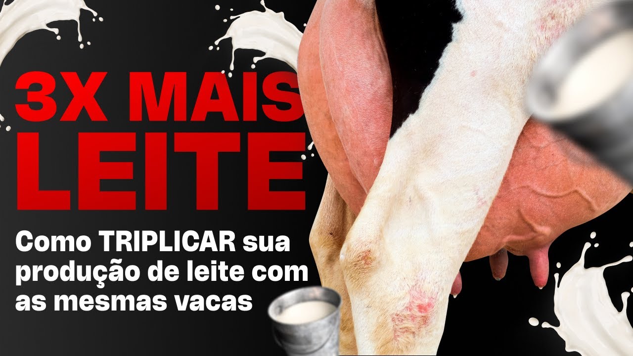 O Balé das Vacas e o Manejo B.S.F fez eles TRIPLICAR a produção de leite