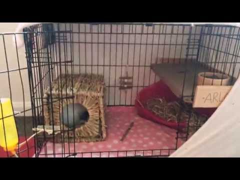 YouTube video about: Can I use a dog cage for a rabbit?