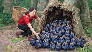 Harvesting +1000 Wild Bird From Ancient Tree, Most Dangerous Invasive Bird Species | Nature Survival