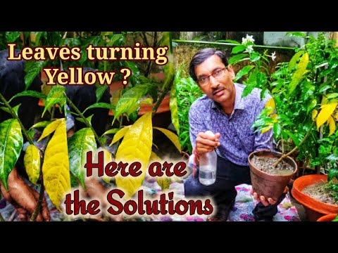 , title : 'LEAVES TURNING YELLOW ? Here are 5 tips to fix the issue