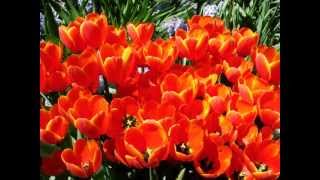 Crazy Bout Ya - Cowboy Mouth w/lyrics