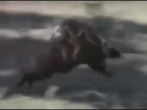 Macacos montando em um javali e o javali corre ...