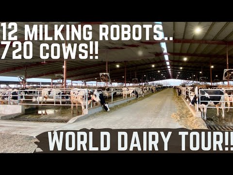 This New Dairy Has 12 Milk Robots!!