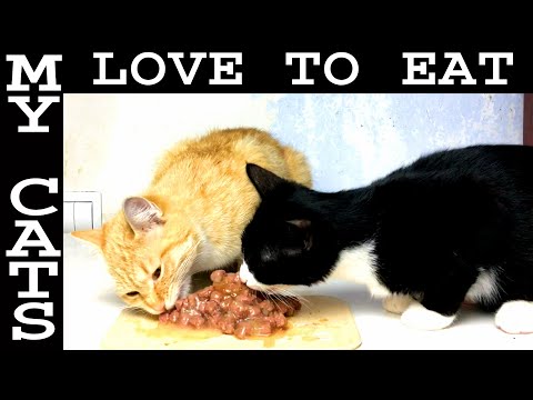 Why cats like to eat wet dog food? CAT ASMR